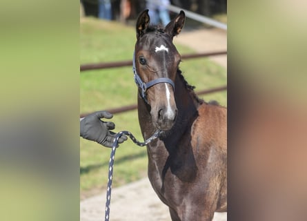 Mecklenburger warmbloed, Merrie, veulen (04/2024), kan schimmel zijn