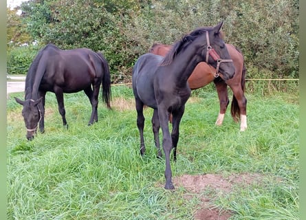 Mecklenburger warmbloed, Merrie, Veulen (01/2025), Zwart