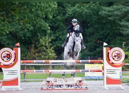 Mecklenburger warmbloed, Ruin, 10 Jaar, 176 cm, Schimmel