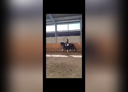 Mecklenburger warmbloed, Ruin, 15 Jaar, 169 cm, Zwart