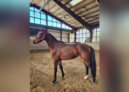 Mecklenburger warmbloed, Ruin, 3 Jaar, 170 cm, Bruin