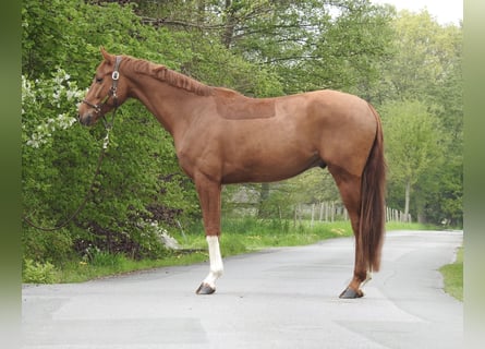 Mecklenburger warmbloed, Ruin, 4 Jaar, 167 cm, Vos