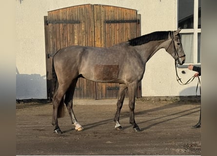 Mecklenburger warmbloed, Ruin, 5 Jaar, 175 cm, Schimmel