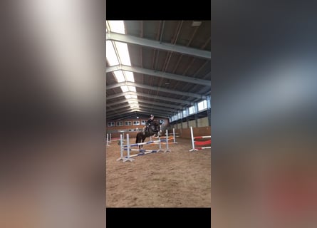 Mecklenburger warmbloed, Ruin, 6 Jaar, 167 cm, Donkerbruin