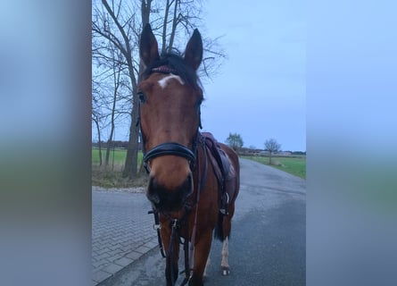 Mecklenburger warmbloed, Ruin, 6 Jaar, 170 cm