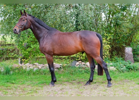 Mecklenburger warmbloed, Ruin, 6 Jaar, 178 cm, Bruin