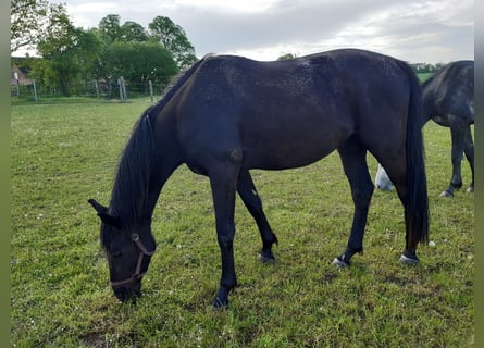 Mecklenburger warmbloed, Ruin, 6 Jaar, Zwart