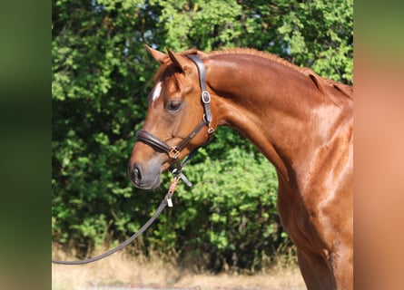 Mecklenburger warmbloed, Ruin, 7 Jaar, 171 cm, Vos
