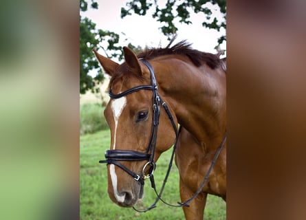 Mecklenburger warmbloed, Ruin, 7 Jaar, 176 cm, Donkere-vos