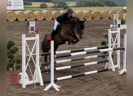 Mecklenburger warmbloed, Ruin, 8 Jaar, 166 cm, Donkere-vos