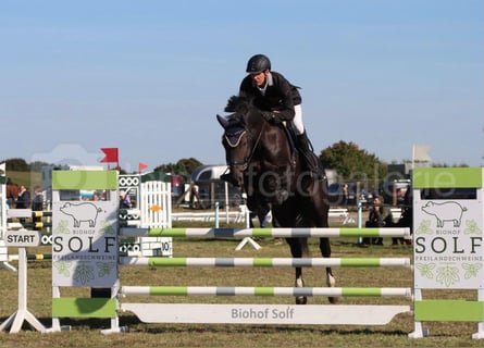 Mecklenburger warmbloed, Ruin, 9 Jaar, 176 cm, Zwart