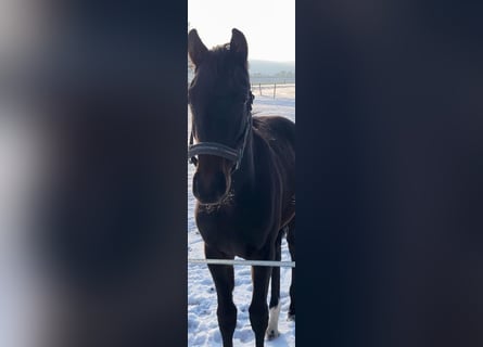 Mecklenburger Warmblut, Hengst, 1 Jahr