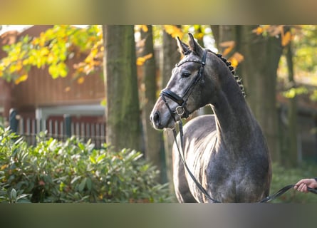 Mecklenburger Warmblut, Hengst, 2 Jahre, 167 cm, Kann Schimmel werden