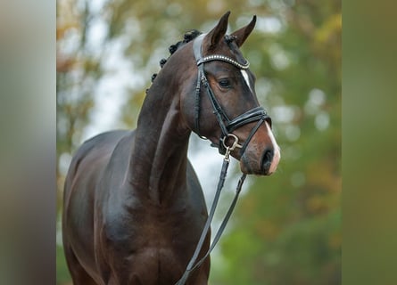 Mecklenburger Warmblut, Hengst, 2 Jahre, Dunkelbrauner