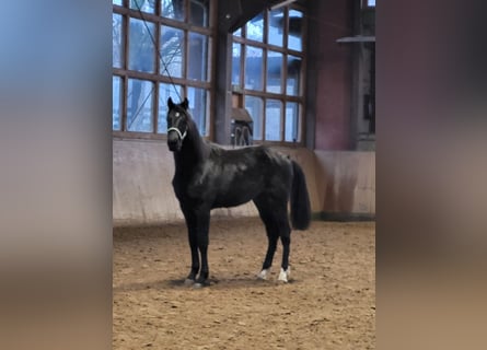 Mecklenburger Warmblut, Hengst, 2 Jahre, Rappe