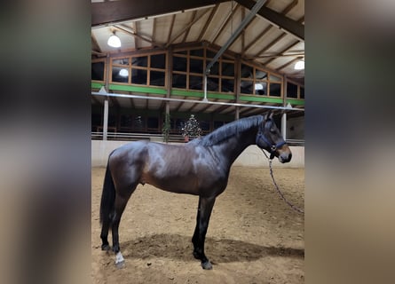 Mecklenburger Warmblut, Hengst, 3 Jahre, 170 cm, Schwarzbrauner