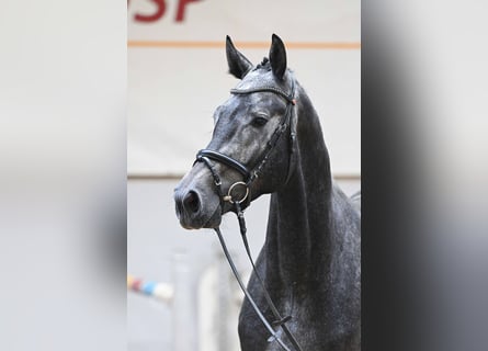 Mecklenburger Warmblut, Hengst, 3 Jahre, 172 cm, Schimmel