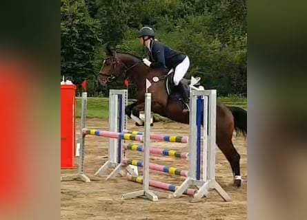 Mecklenburger Warmblut, Hengst, 5 Jahre, 165 cm, Brauner