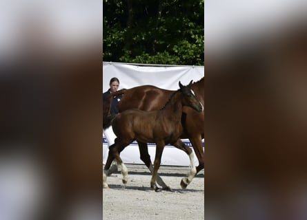 Mecklenburger Warmblut, Hengst, Fohlen (04/2025), Brauner