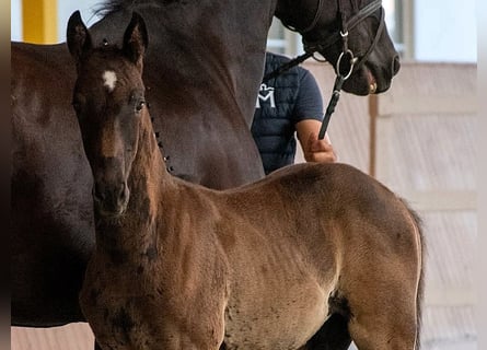 Mecklenburger Warmblut, Hengst, Fohlen (01/2026)