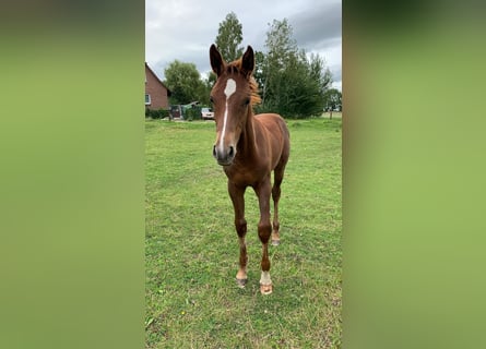 Mecklenburger Warmblut, Hengst, Fohlen (04/2024), Dunkelfuchs