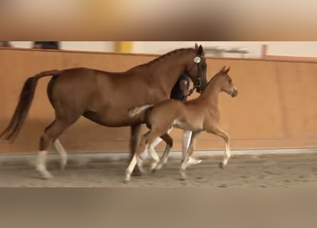Mecklenburger Warmblut, Hengst, , Fuchs