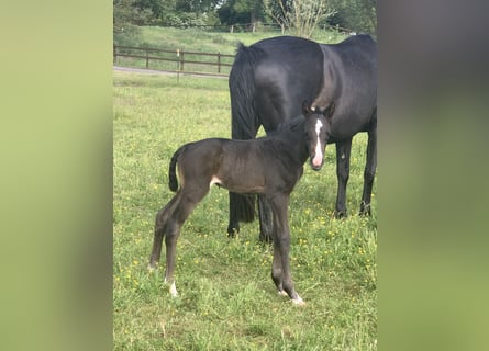 Mecklenburger Warmblut, Hengst, , Rappe