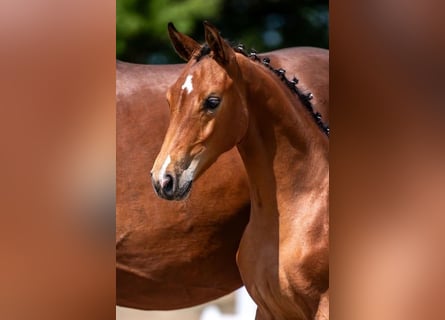 Mecklenburger Warmblut, Hengst, Fohlen (01/2023)