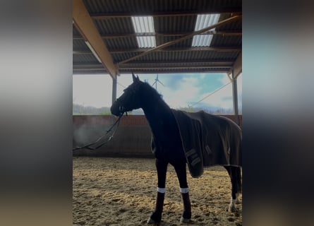 Mecklenburger Warmblut, Stute, 10 Jahre, 165 cm, Rappe