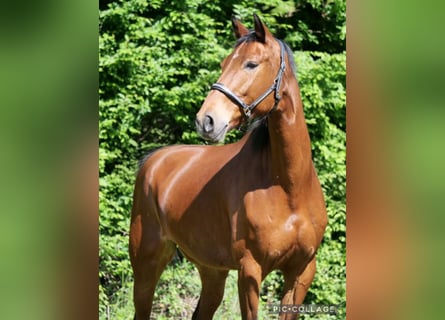 Mecklenburger Warmblut, Stute, 13 Jahre, 174 cm, Dunkelbrauner