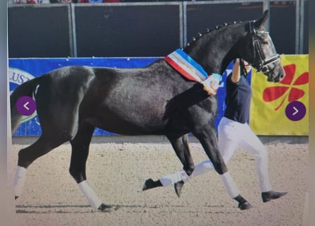 Mecklenburger Warmblut, Stute, 14 Jahre, 170 cm, Schimmel