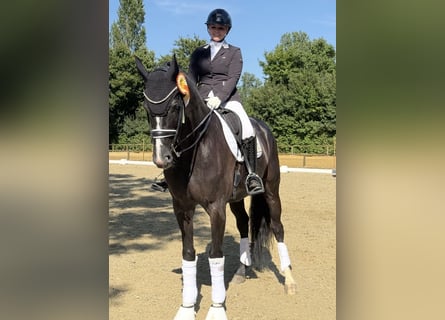 Mecklenburger Warmblut, Stute, 14 Jahre, 180 cm, Rappe