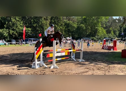 Mecklenburger Warmblut, Stute, 14 Jahre, Dunkelfuchs