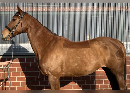 Mecklenburger Warmblut, Stute, 16 Jahre, 166 cm, Fuchs