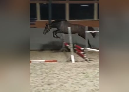 Mecklenburger Warmblut, Stute, 1 Jahr, 168 cm, Schimmel