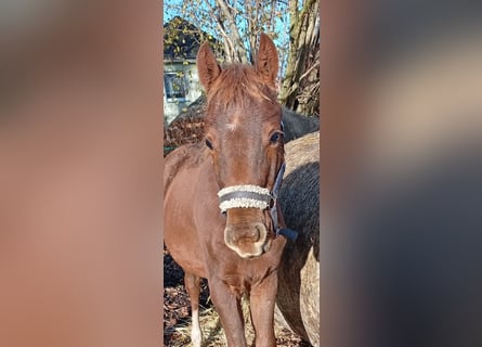 Mecklenburger Warmblut, Stute, 1 Jahr, 170 cm, Dunkelfuchs