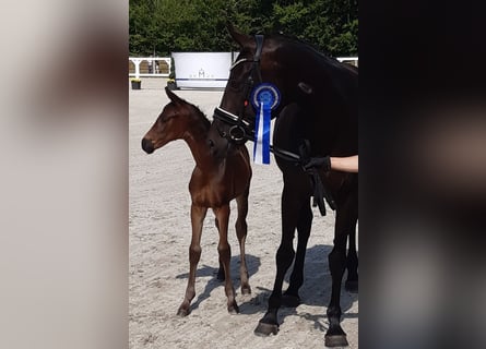 Mecklenburger Warmblut, Stute, 1 Jahr, Schwarzbrauner