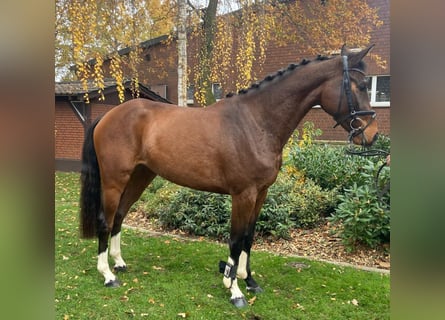 Mecklenburger Warmblut, Stute, 3 Jahre, 162 cm, Brauner