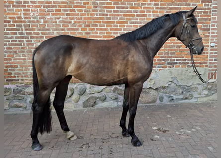 Mecklenburger Warmblut, Stute, 3 Jahre, 167 cm, Brauner