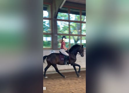 Mecklenburger Warmblut, Stute, 3 Jahre, 169 cm, Brauner