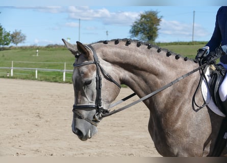 Mecklenburger Warmblut, Stute, 3 Jahre, 175 cm, Schimmel