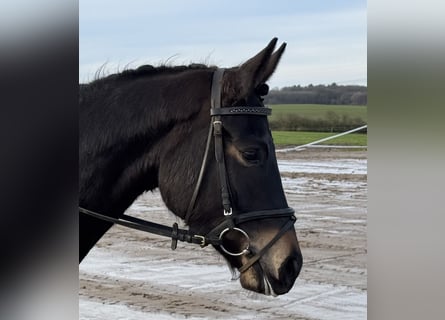 Mecklenburger Warmblut, Stute, 4 Jahre, 158 cm, Schwarzbrauner