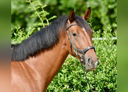 Mecklenburger Warmblut, Stute, 4 Jahre, 162 cm, Brauner