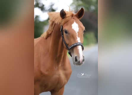 Mecklenburger Warmblut, Stute, 4 Jahre, 165 cm, Fuchs