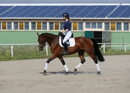 Mecklenburger Warmblut, Stute, 4 Jahre, 166 cm, Brauner