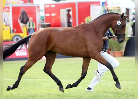 Mecklenburger Warmblut, Stute, 4 Jahre, 167 cm, Brauner