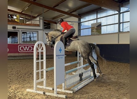 Mecklenburger Warmblut, Stute, 5 Jahre, 160 cm, Apfelschimmel