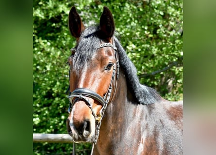 Mecklenburger Warmblut, Stute, 5 Jahre, 160 cm, Brauner