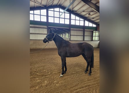 Mecklenburger Warmblut, Stute, 5 Jahre, 167 cm, Rappe