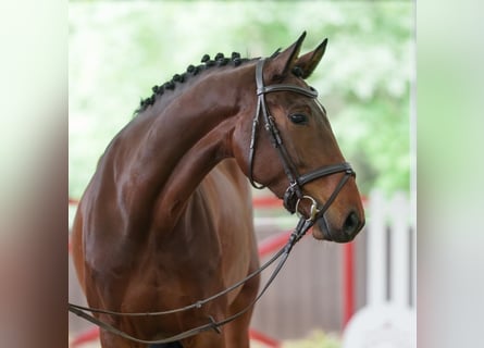 Mecklenburger Warmblut, Stute, 5 Jahre, 170 cm, Brauner